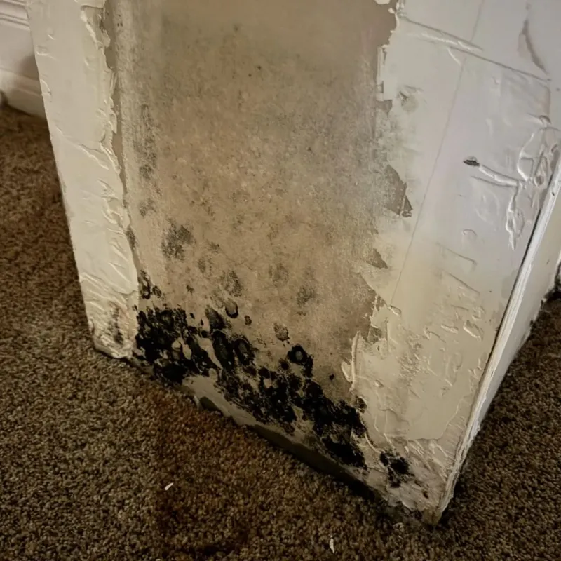 Professional Mold Removal in Peterborough, NH